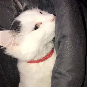 Meet your Posher, Abby